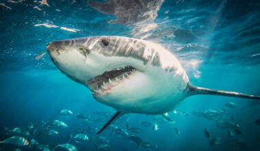 California Beach Locks Down After 'Rare' 8-Foot Great White Shark Circles Surfer Offshore