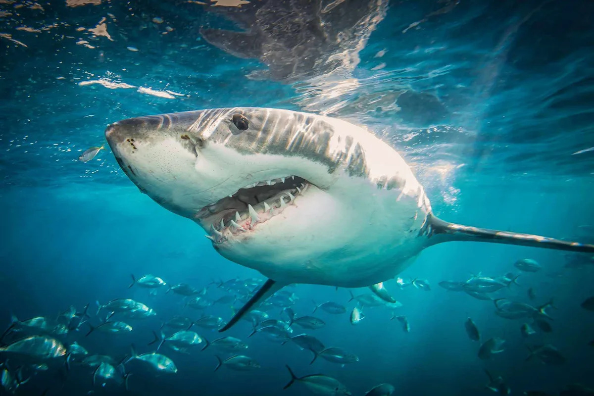 California Beach Locks Down After 'Rare' 8-Foot Great White Shark Circles Surfer Offshore