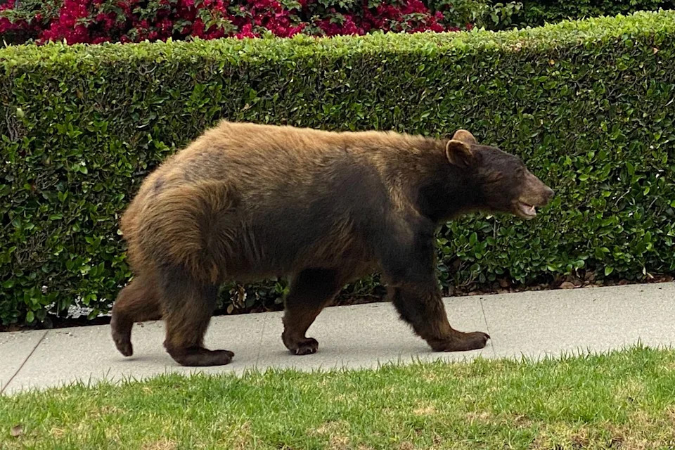 A stock image of bear walking in a Los Angeles neighborhoodCredit: Getty