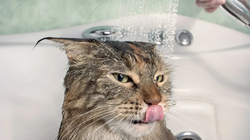 Maine Coon cat getting a bath.Image via Shutterstock &sol;Olleg Visual Content