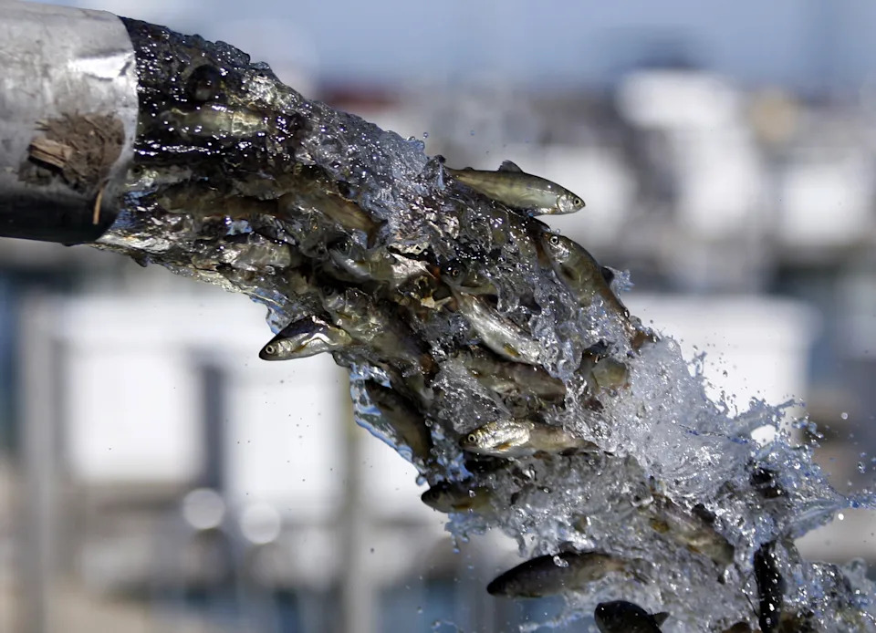 A bunch of salmon being released into a harbor