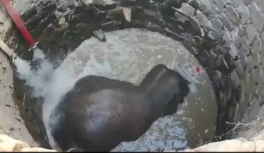 Odisha Forest Officials Apply Archimedes' Principle To Rescue Elephant Stuck In 30-Foot-Deep Well