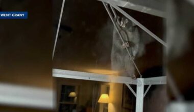 Bear seen outside New Hampshire house