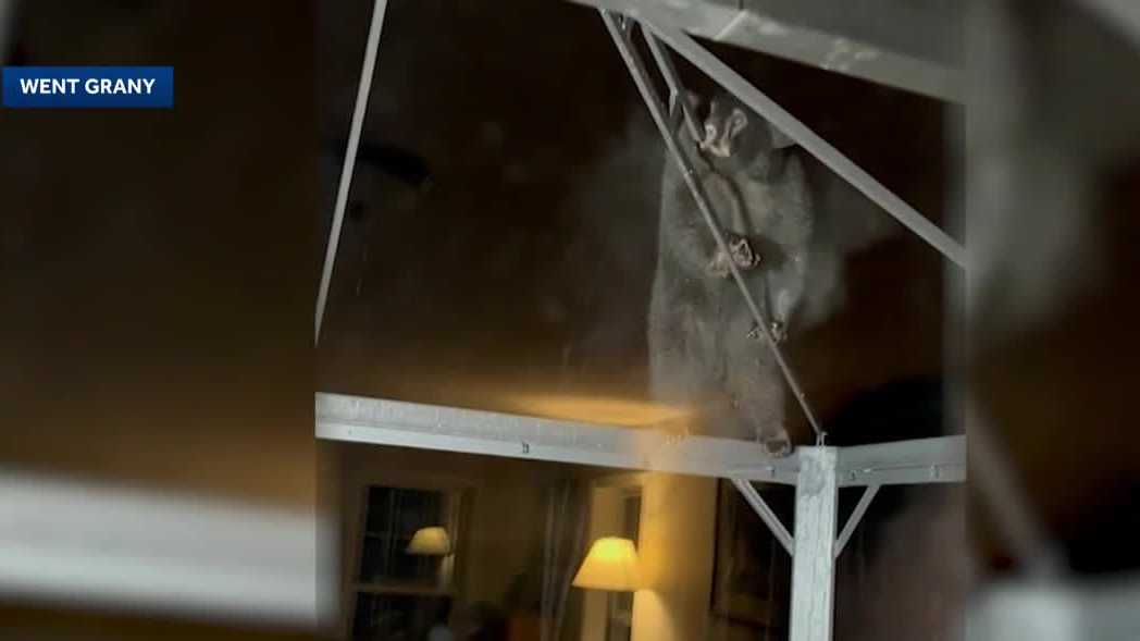 Bear seen outside New Hampshire house