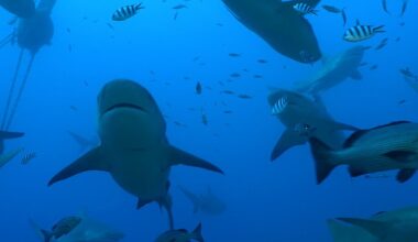 The research observed 184 bull sharks in Fiji over the course of six years
