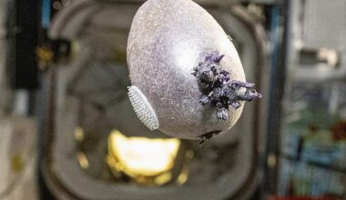 A NASA astronaut has shared a photo of a bizarre tentacled object growing on the International Space Station (ISS)