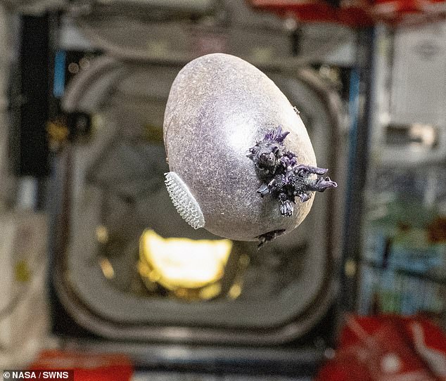 A NASA astronaut has shared a photo of a bizarre tentacled object growing on the International Space Station (ISS)