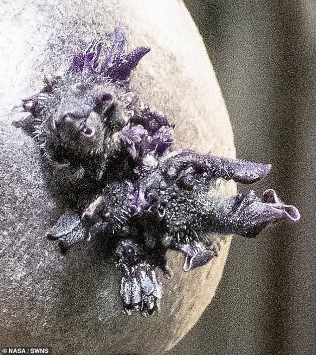 The unusual object almost looks like an egg, with black tentacles erupting from the base