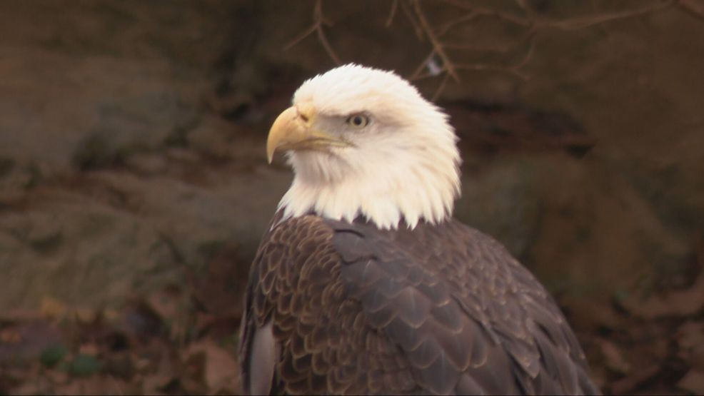 While America’s landscape has changed dramatically over 250 years, wildlife experts say the comeback of these species proves that with the right protections, public awareness and sustained effort, recovery is possible. (WKRC)