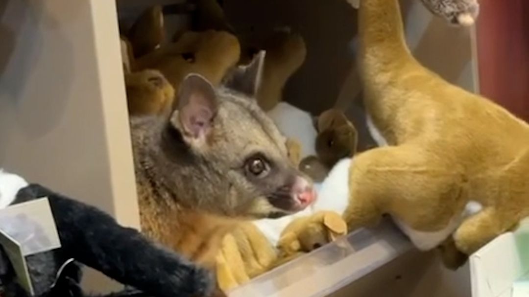 118119_PossumAirport thmb.jpg