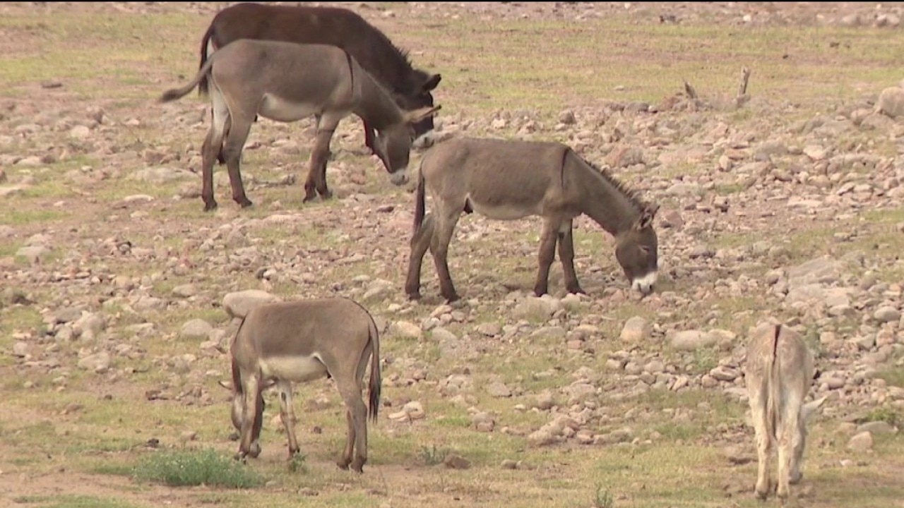 Officials look to reduce wild burro herd near Lake Pleasant