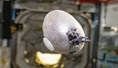 Space creature or humble potato? What NASA astronaut Don Pettit’s latest photo actually shows