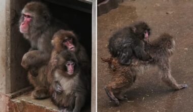 Punch the orphan macaque is outgrowing his plushie and making friends