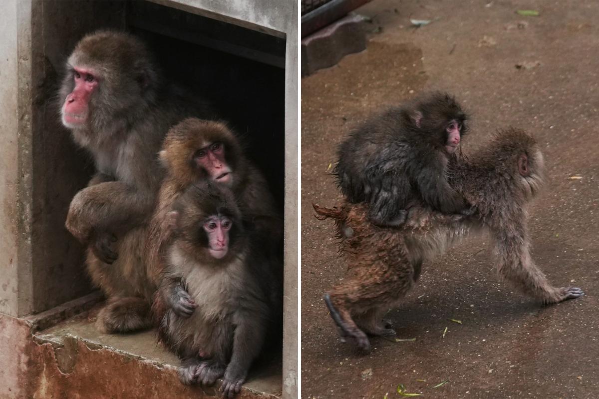 Punch the orphan macaque is outgrowing his plushie and making friends