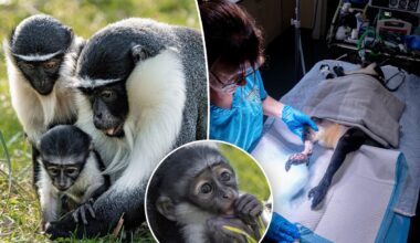 Rare monkey gives birth just months after surgeons perform foot-saving operation