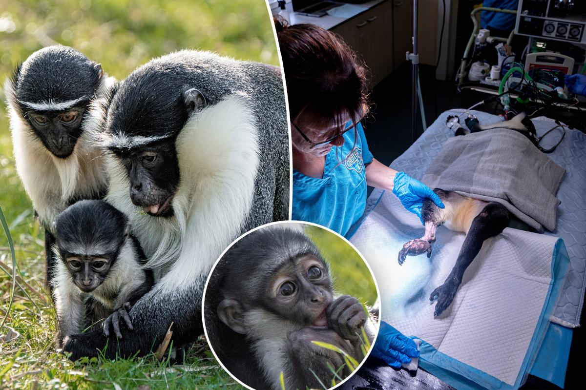 Rare monkey gives birth just months after surgeons perform foot-saving operation