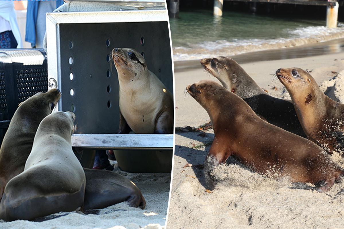 Sea lions released back into the water after shocking shootings
