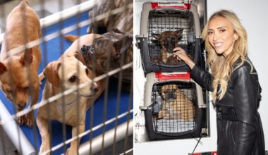 LA shelter dogs flown to Chicago after record-breaking animal rescue