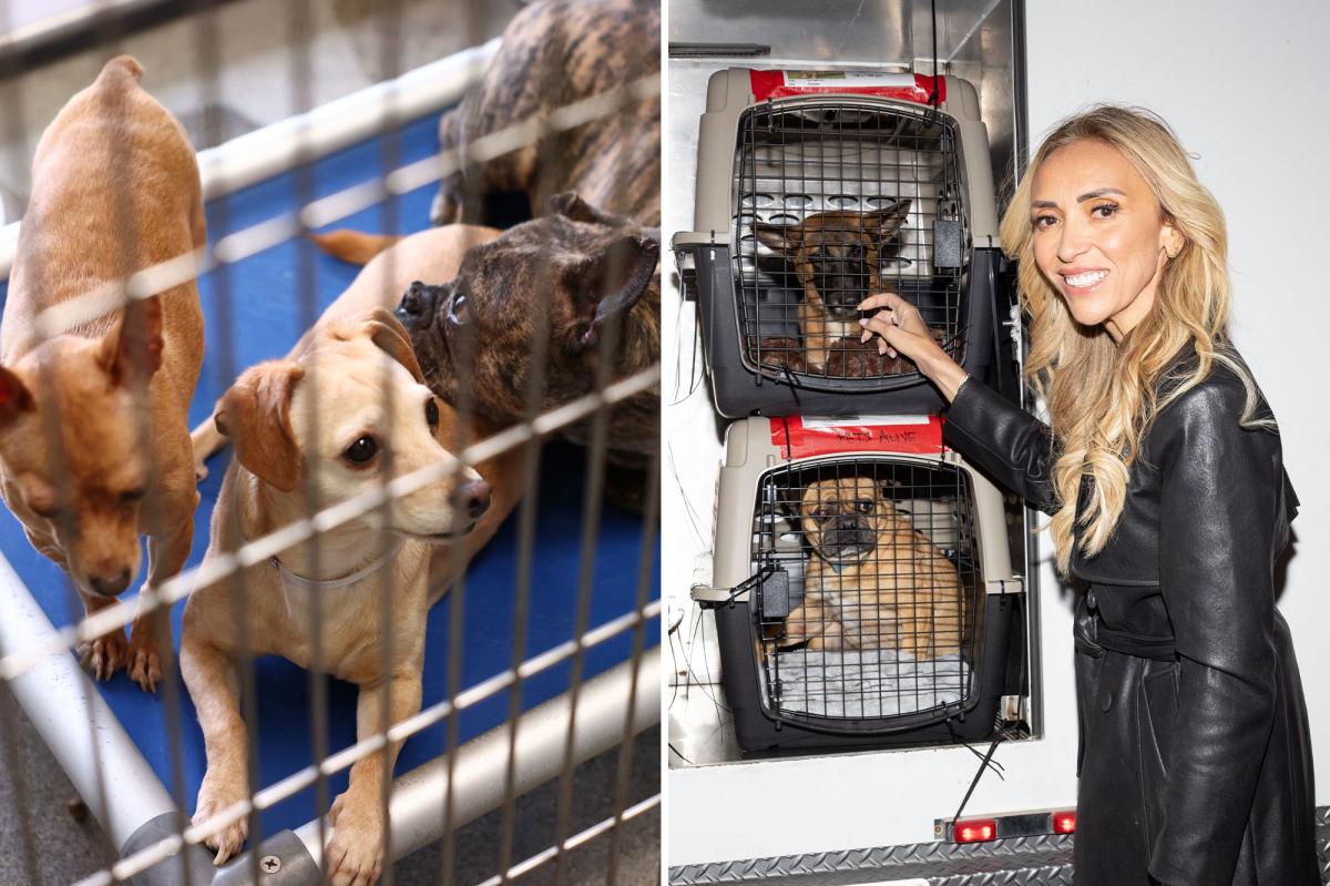 LA shelter dogs flown to Chicago after record-breaking animal rescue