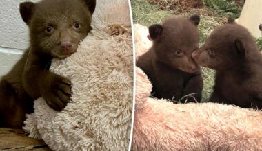 Fur suits and strange masks: How handlers are helping orphaned bear cubs after Monrovia attack