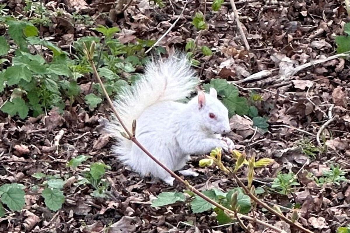 UK man finds super rare albino squirrel after mistakening it for a plastic bag