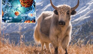 Yaks may hold the key to treating multiple sclerosis sufferers, study says