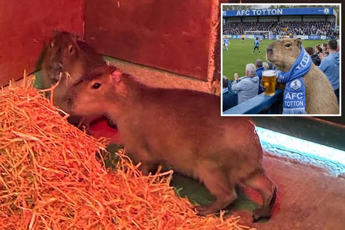 Escaped capybara, largest rodent in world, becomes social media sensation