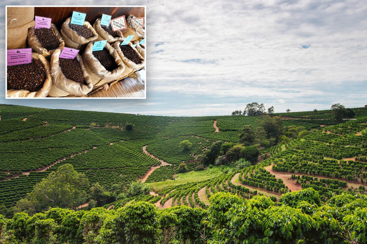 The price of coffee is skyrocketing faster than all other groceries — and the reason goes way beyond tariffs