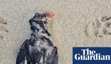 ‘A real dark situation to be in’: thousands of starving seabirds stranded in biggest ‘wreck’ in a decade | Birds