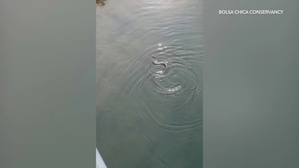 Swimming Rattlesnake
