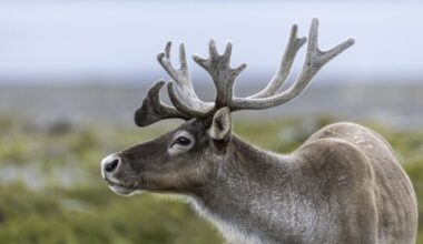 Researchers Have a Theory on Female Caribou Antlers