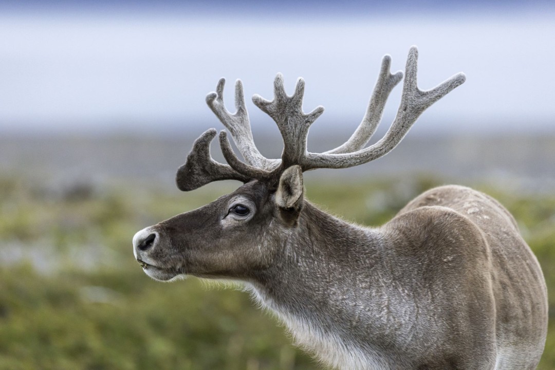 Researchers Have a Theory on Female Caribou Antlers