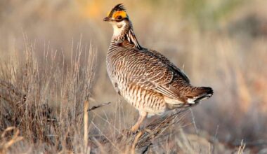 Feds Pull Protections for Rare Prairie Chicken