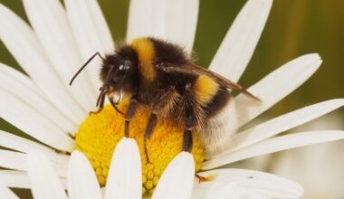 Bumblebees Have a Pretty Handy Survival Tactic