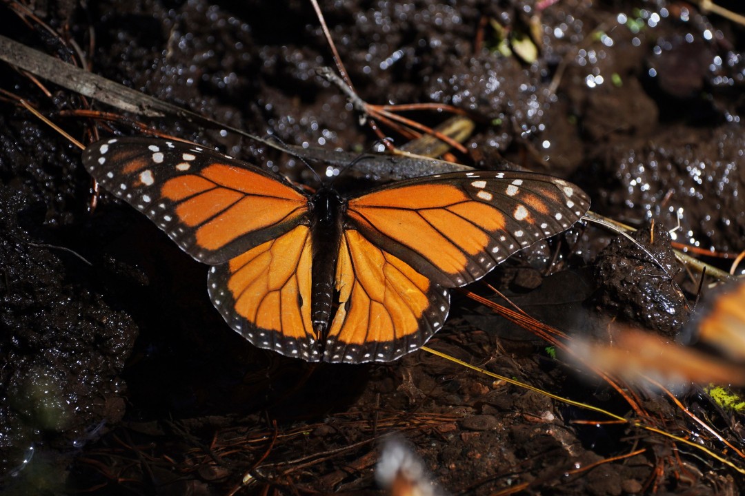 Monarch Butterflies' Sprint to Extinction Is Now a Slow Roll