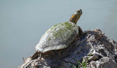 A-Z Animals Articles