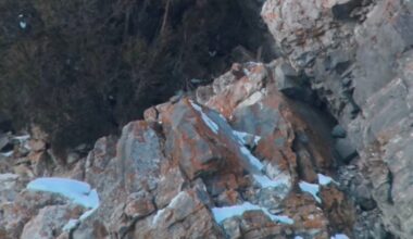Can you spot the mountain lion hiding in Greater Yellowstone region?