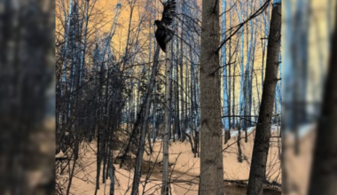 Anchorage firefighters rescue young injured eagle dangling in tree