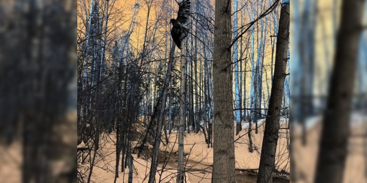 Anchorage firefighters rescue young injured eagle dangling in tree