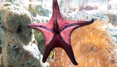 A-Z Animals Articles