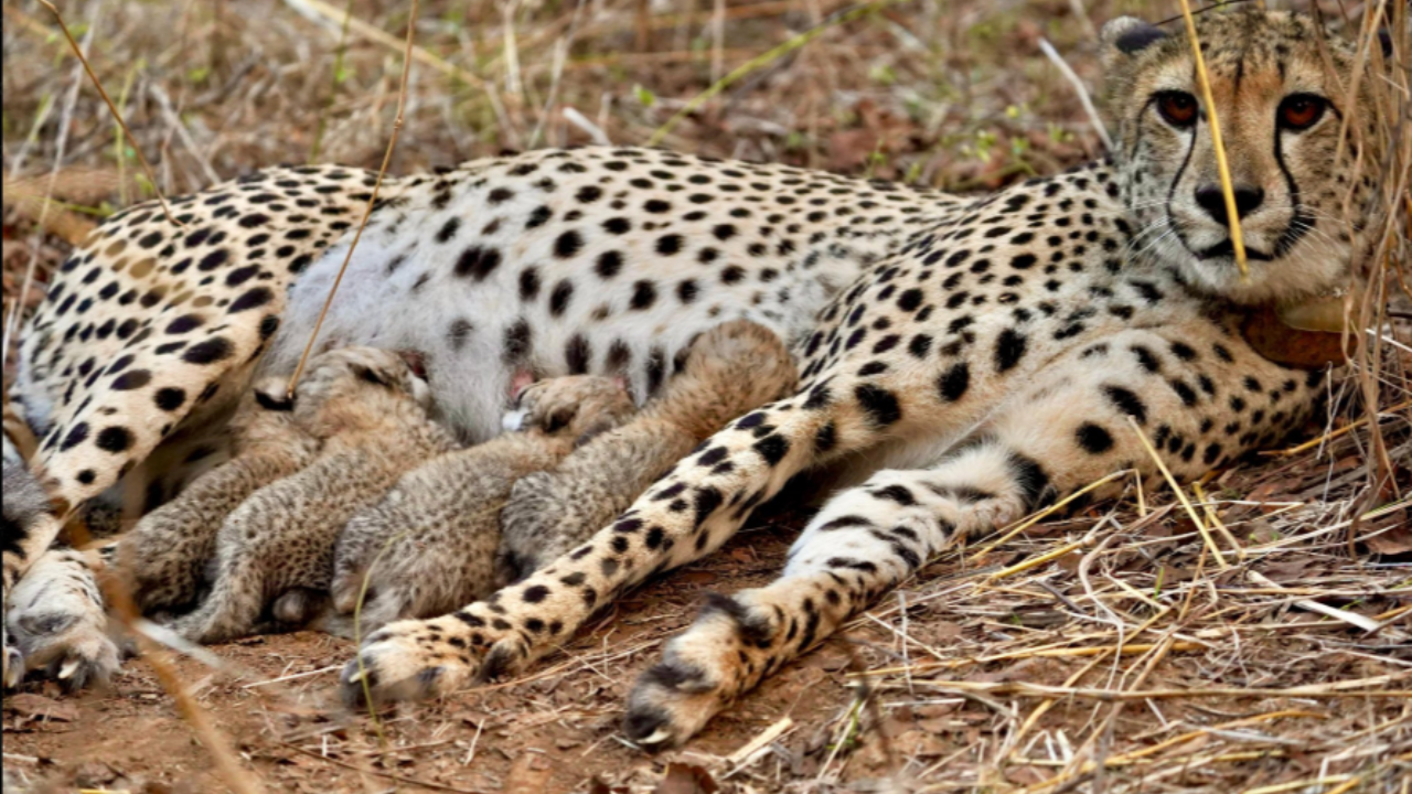 @byadavbjp/X Kuno National Park