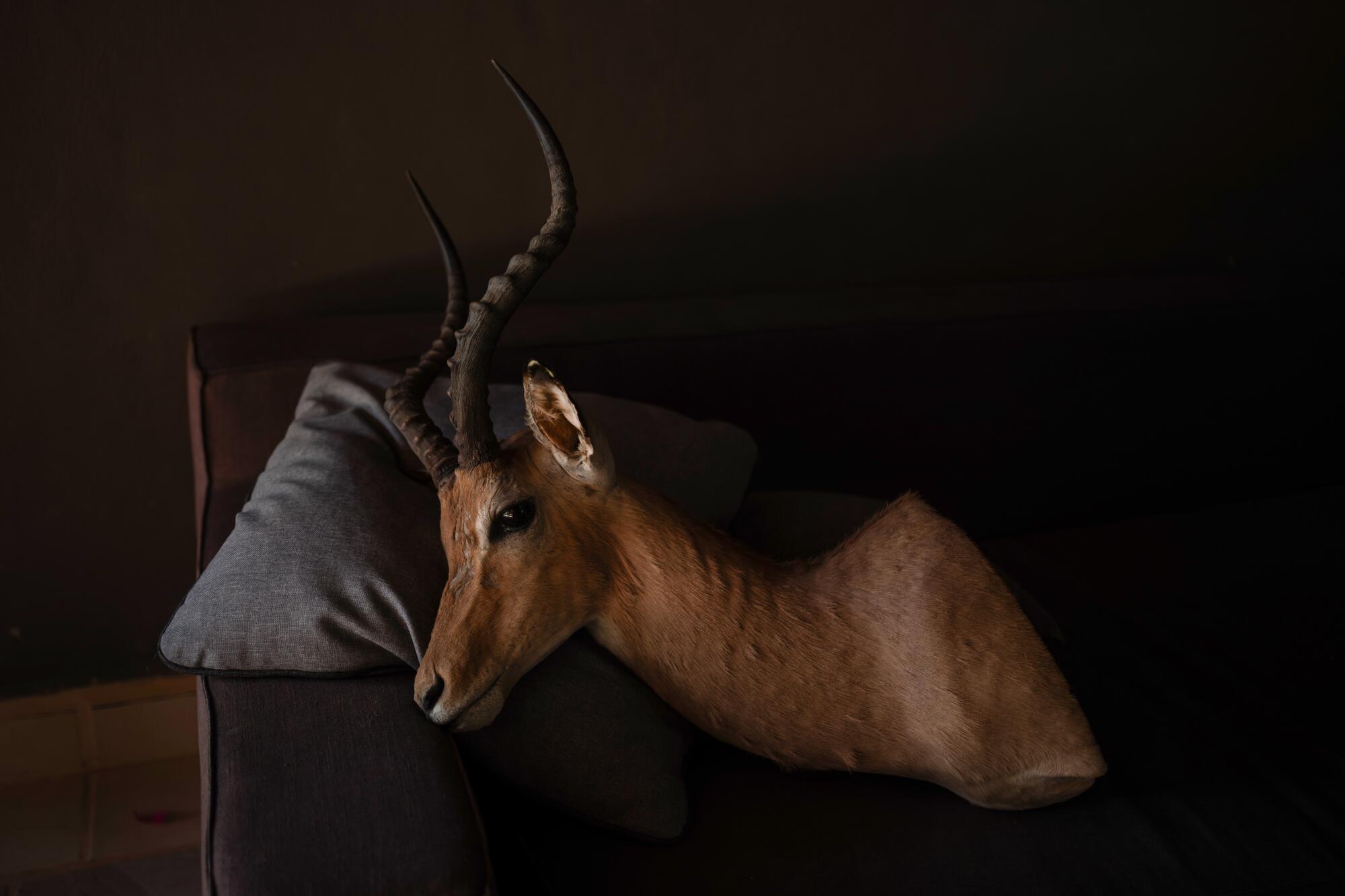 A mounted deer head rests on a sofa