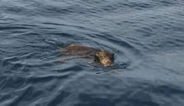 Wild Boars Swim Ashore, Overrunning Var’s Idyllic Islands—the Real Problem Is Their Exploding Numbers