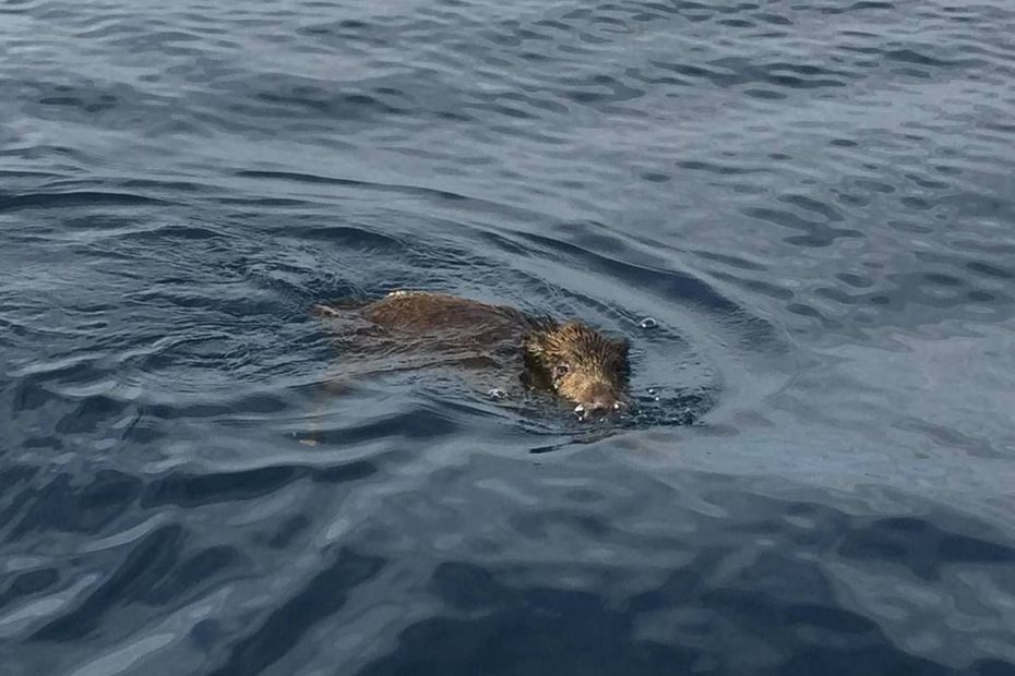 Wild Boars Swim Ashore, Overrunning Var’s Idyllic Islands—the Real Problem Is Their Exploding Numbers