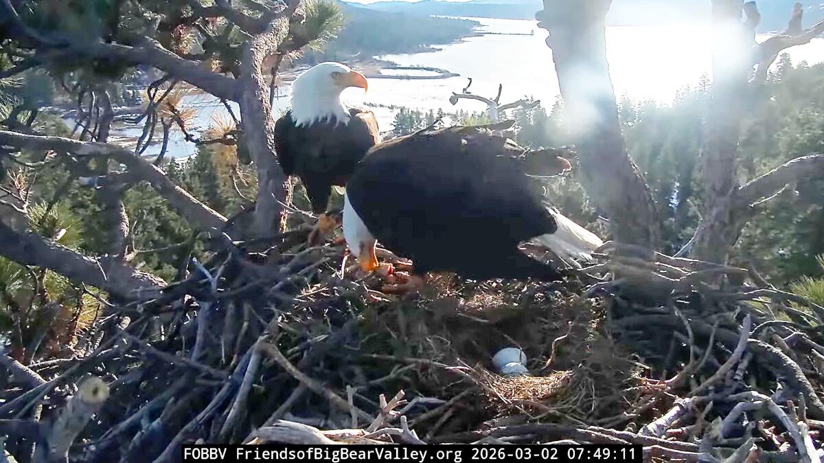 March 2 webcam image of Jackie and Shadow in their nest with two eggs.