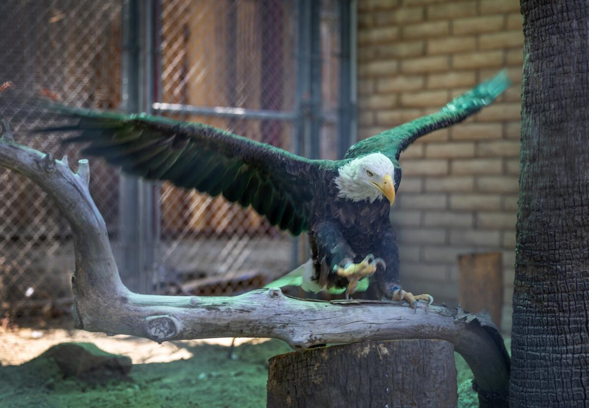 Sept. 2024 image of Valentine, a bald eagle that had DDT poisoning.