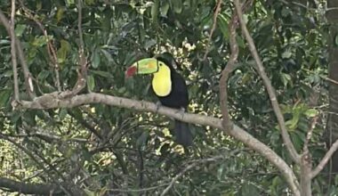 Toucan on the lam spotted near Orlando spa