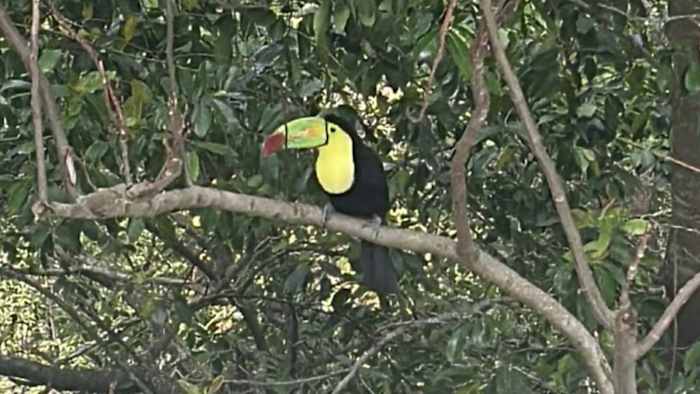Toucan on the lam spotted near Orlando spa