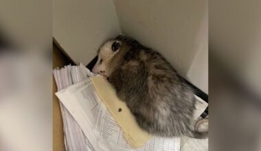 Boxing Gym Manager Arrives At Work To Find Office Destroyed — And The Culprit Fast Asleep