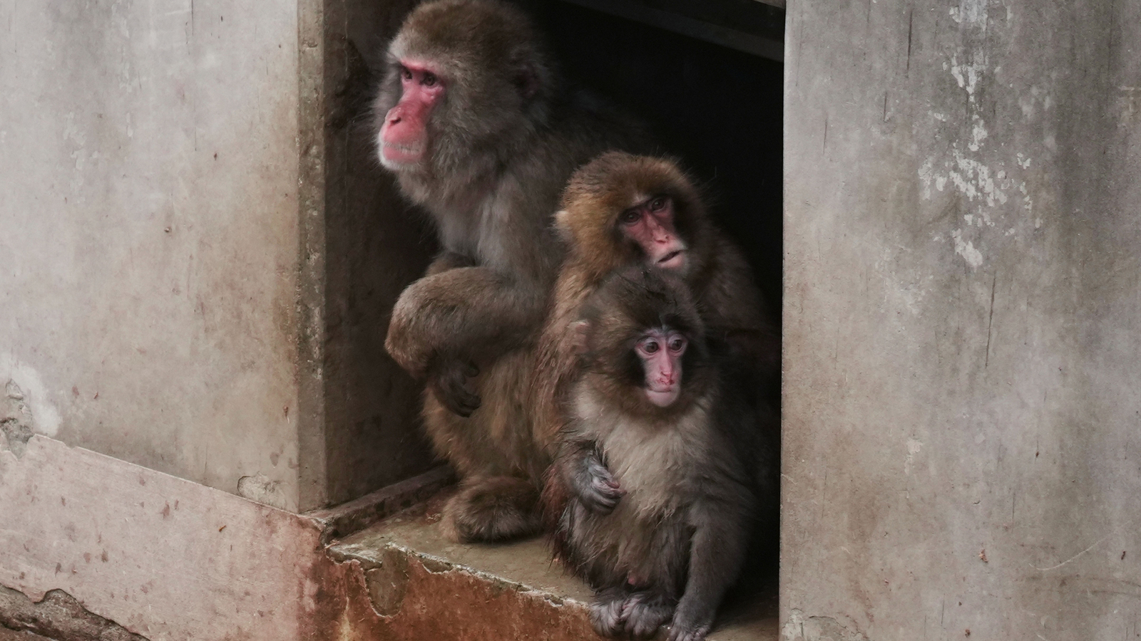 Punch the orphan macaque monkey is outgrowing his plushie and making friends